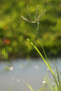 Close-up of water drops on grass