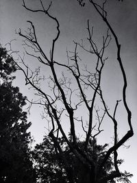 Low angle view of silhouette bare tree against sky