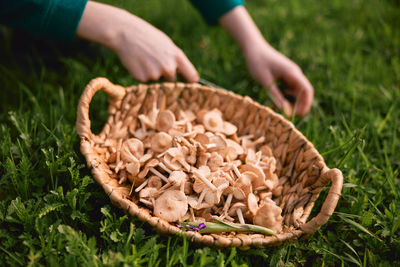 Cropped hand of man holding mushrooms