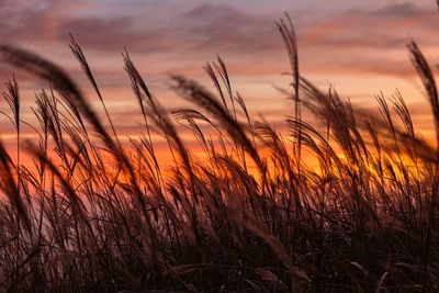 Close-up of grass growing on field against sky at sunset