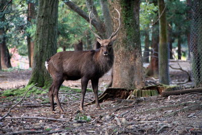 Deer in a forest