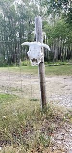 View of animal skull on field