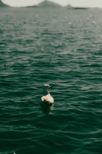 High angle view of duck swimming in sea