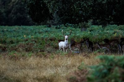 Deer on field against trees