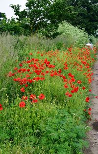 Close-up of red flowers growing on field