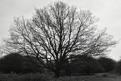 Bare tree on field against sky