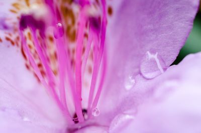 Full frame shot of purple flower