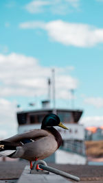 Close-up of seagull perching on wall