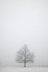 Bare trees on snow covered field against clear sky