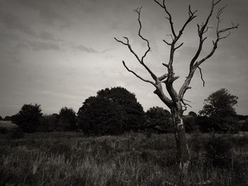 Bare tree on field