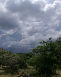 Trees and plants growing on land against sky