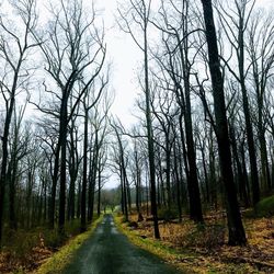 Road amidst trees in forest