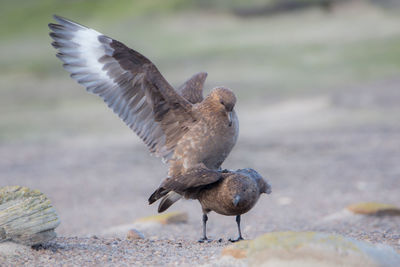 Pigeon flying over land