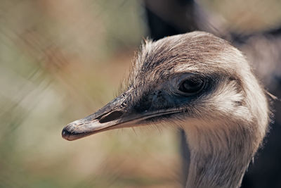 Close-up of bird