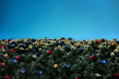 Plants growing against clear blue sky