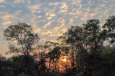 Silhouette trees against sky during sunset