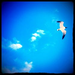 Low angle view of seagulls flying