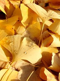 Full frame shot of yellow autumn leaves