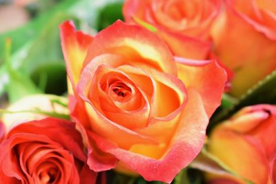 Close-up of red rose