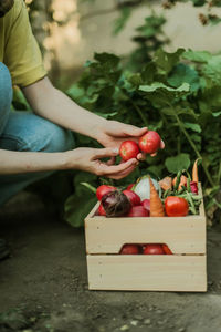 Midsection of woman picking fruit