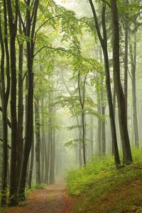 Trees in forest