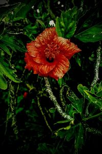 Close-up of red hibiscus on plant