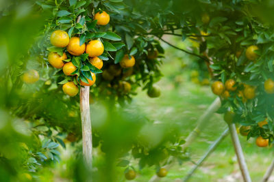 Close-up of fruit growing on tree