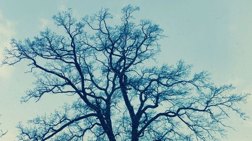 Low angle view of bare tree against clear sky