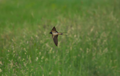 Bird flying in a green field