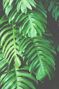 Close-up of green leaves