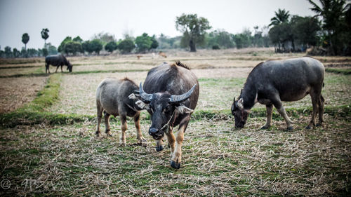 Horses grazing on field