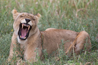 Close-up of lioness snarling whilst lying on grass