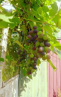 Grapes growing in vineyard