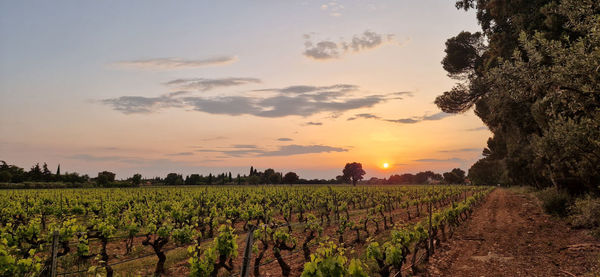 Sunset at a vineyard in carpentras, france