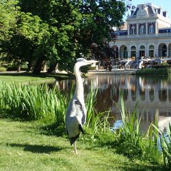 Bird in a lake