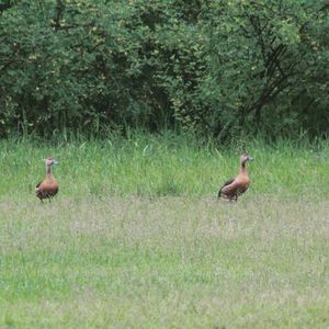 Birds perching on field