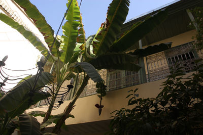 Low angle view of plants