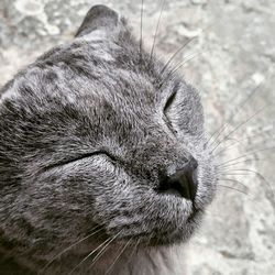 Close-up of a cat