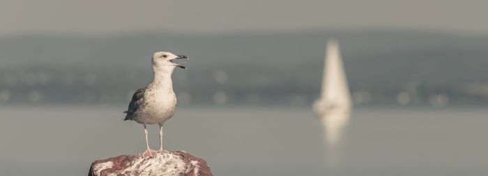 Close-up of seagull perching outdoors