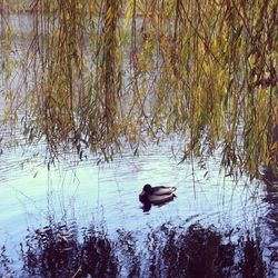 Ducks in calm lake