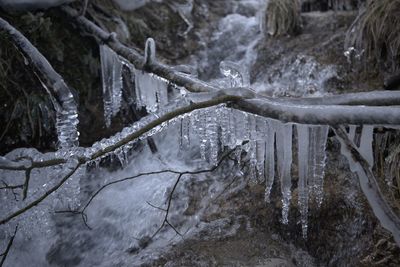 Frozen stream amidst trees during winter