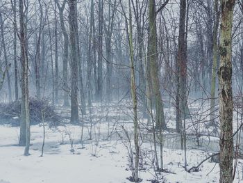 Bare trees in forest during winter