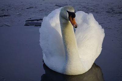 Close-up of swan swimming in lake