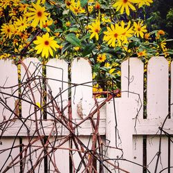 View of flowers growing in a park