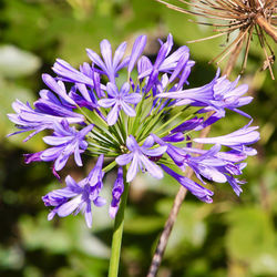 Close-up of purple flowering plant