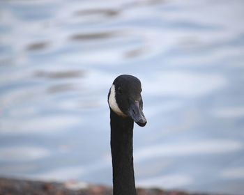 Close-up of bird perching on a lake