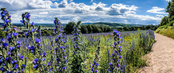 Purple flowering plants on field against sky