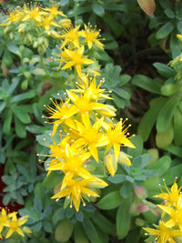 Close-up of yellow flower