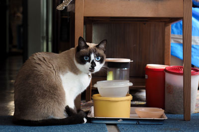 Portrait of cat at home