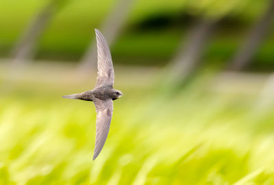 Close-up of bird flying against blurred background